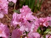 Springtime Azaleas