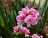 Spring Promise