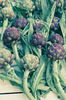 Artichokes 1