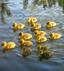 goslings
