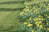Daffodils