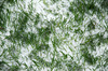Spring Plant