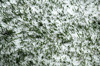 Spring Plant