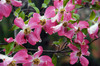 Spring Plant