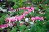Spring Plant