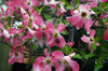 Spring Plant
