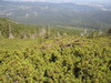 Mugo pine