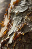 Flaking bark