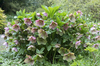 Hellebore flowers