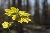 Chessnut leafs