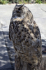 Eagle owl