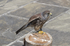 Kestrel