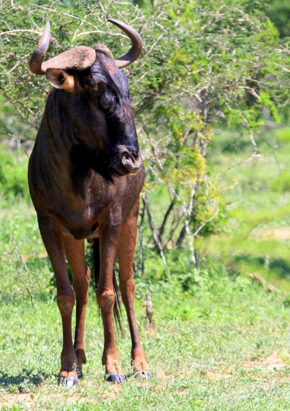 Blue Wildebeast 1