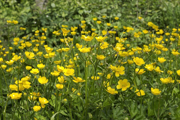 buttercup flower images