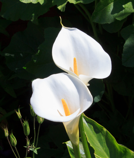Free Stock Photos Rgbstock Images Arum Lily 1 Arum Lily 1 Lovely Lilies In The Back Garden South Wales