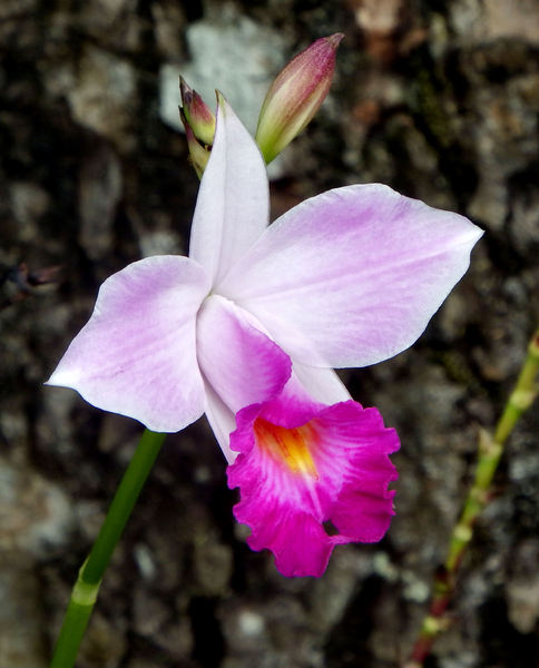 Free stock photos - Rgbstock - Free stock images | orchid shapes ...