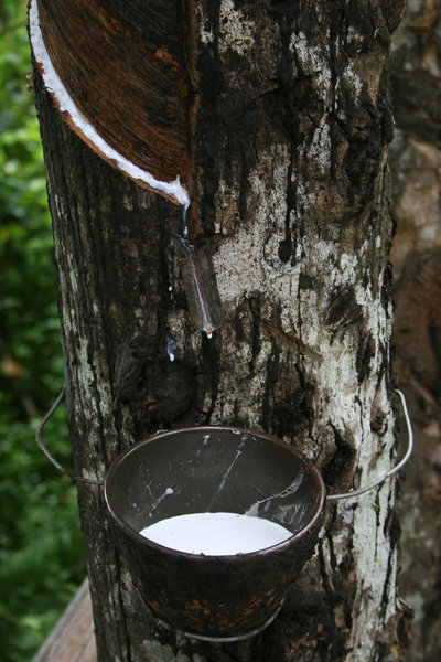 Free stock photos - Rgbstock - Free stock images | Rubber tapping ...