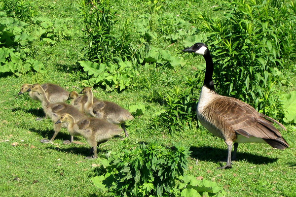 Free stock photos - Rgbstock - Free stock images | Canada Geese 2 | sue ...