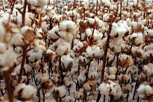 Free stock photos - Rgbstock - Free stock images | Cotton bolls ready ...