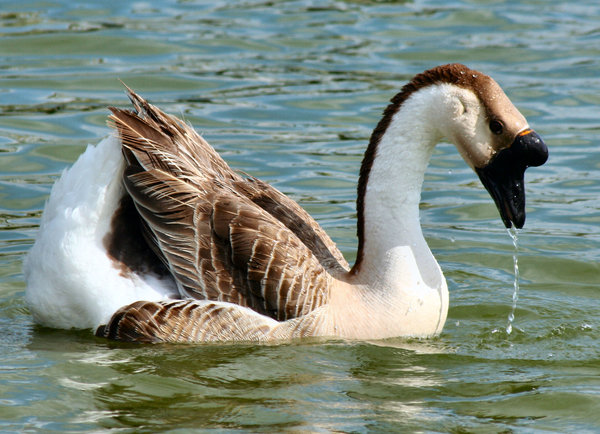 Free stock photos - Rgbstock - Free stock images | Drinking Gander ...