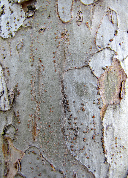 Free stock photos - Rgbstock - Free stock images | tree trunk textures ...