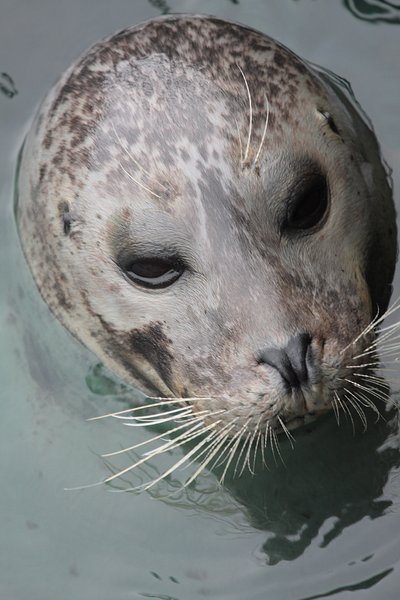 Free stock photos - Rgbstock - Free stock images | Seal portraits ...