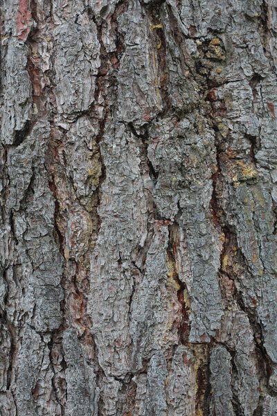 Free stock photos - Rgbstock - Free stock images | Tree outer bark ...