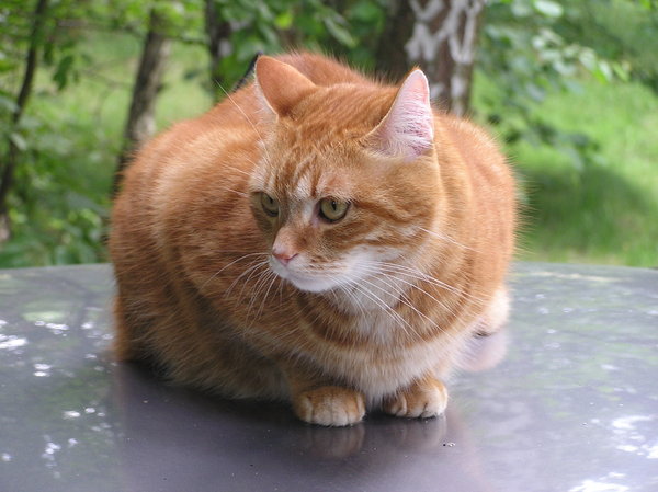 Fat Red Cat