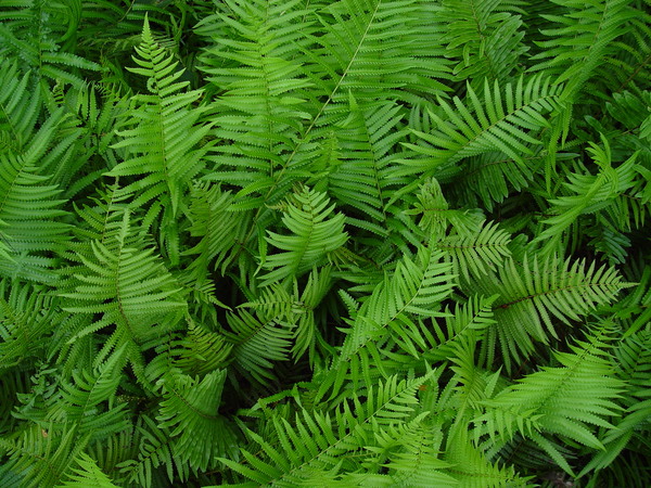 Free stock photos - Rgbstock - Free stock images | ferns 5 | tome213 ...