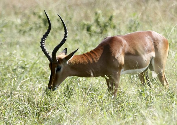 Free stock photos - Rgbstock -Free stock images | Impala (Rooibok ...