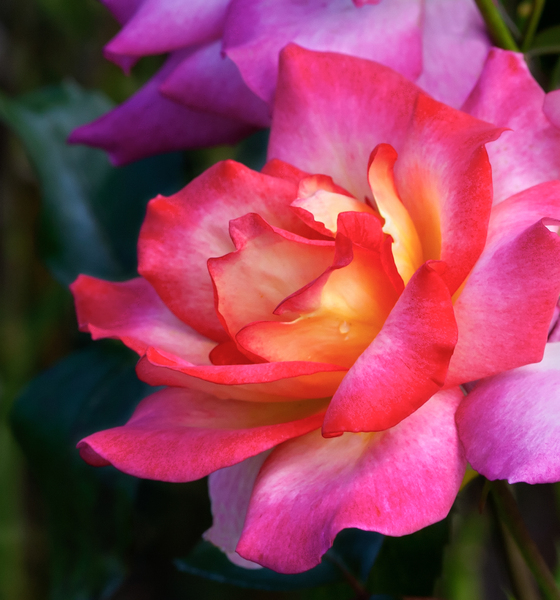 rose exotic - AOL Image Search Results