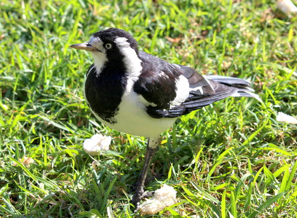 Female Peewee or Magpie Lark 2 | Free stock photos - Rgbstock -Free ...